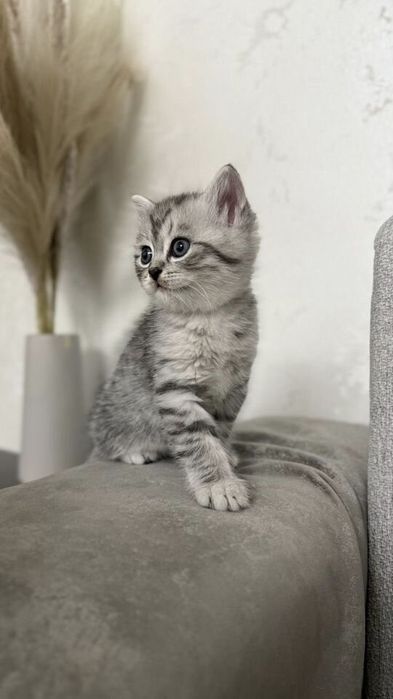 Британские котята