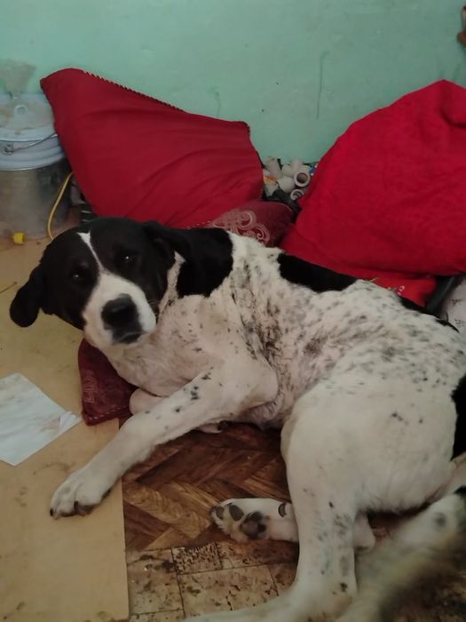 Пародия алабай лет3