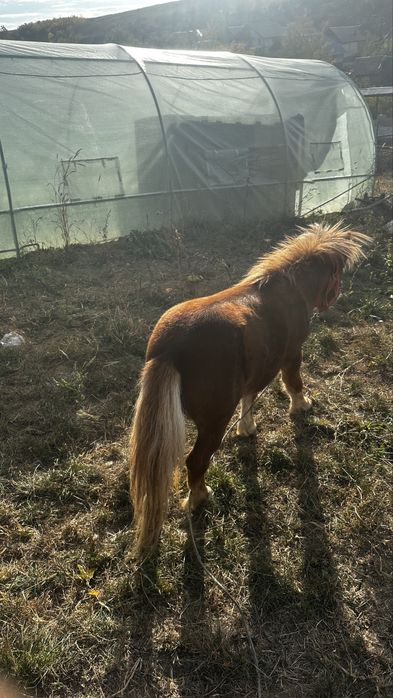 Ponei mini armasar