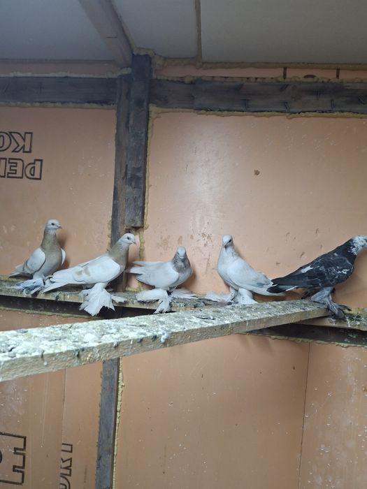 Продам голубей игра гребля тяга