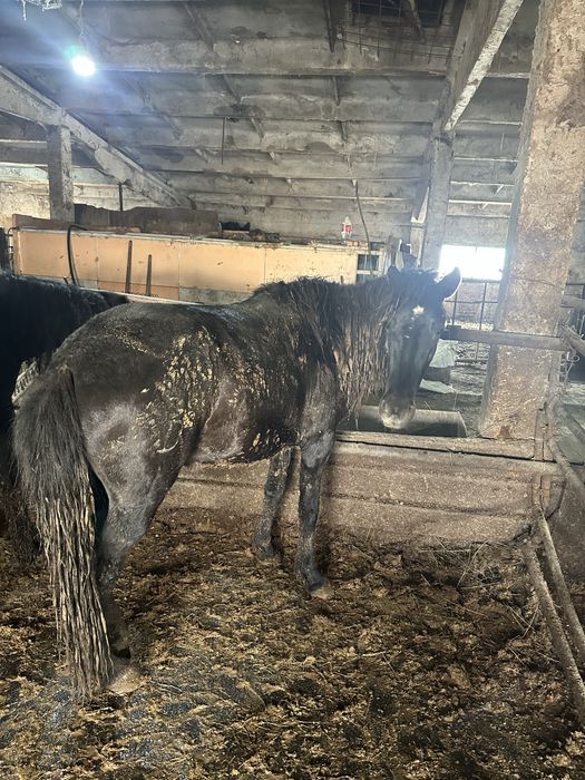 Жас биелер, байталдар сатам