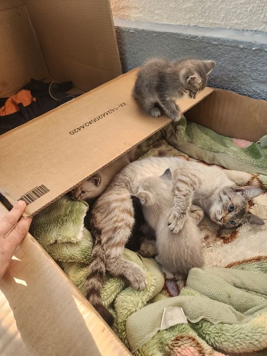 Котята сиамские 10000