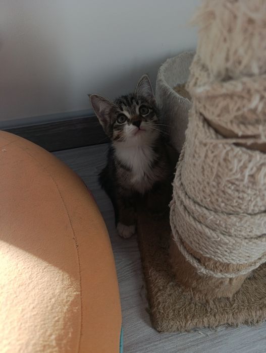 ищу китикам любящую семью