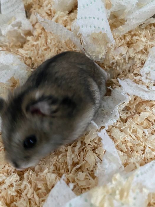 Hamster pitic de vanzare
