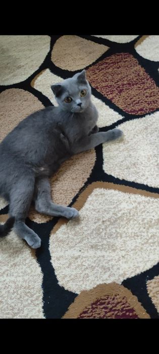 Продаётся кошечка скоттиш фолд
