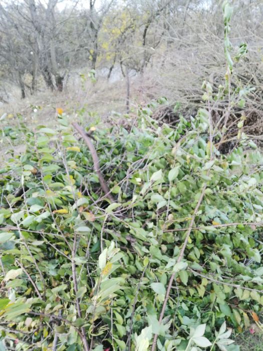 Preluam deșeuri vegetale