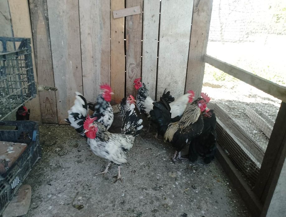 Vând cocoși americani.