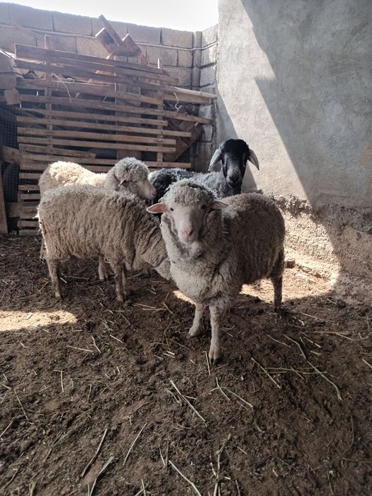 Қошқар және мерионастар сатылады.