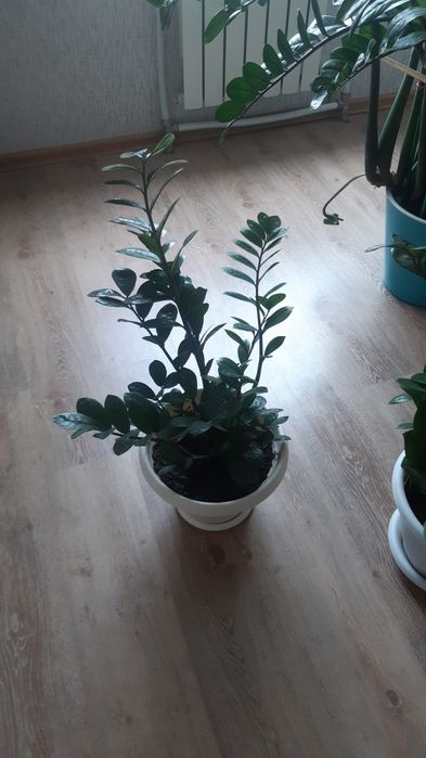 Цветы замиокулькас