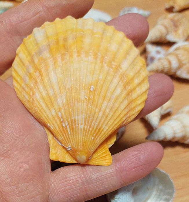 Scoici si melci diferite marimi