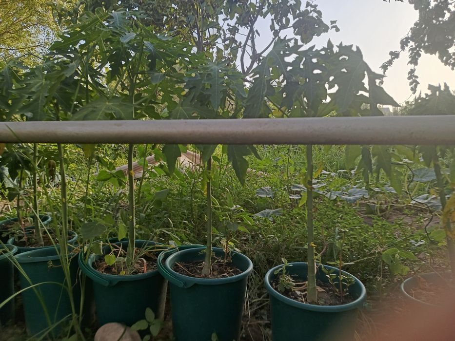 Karalivski banan Qizil banan Karlik pakana papaya koʻchatlari OPTOM