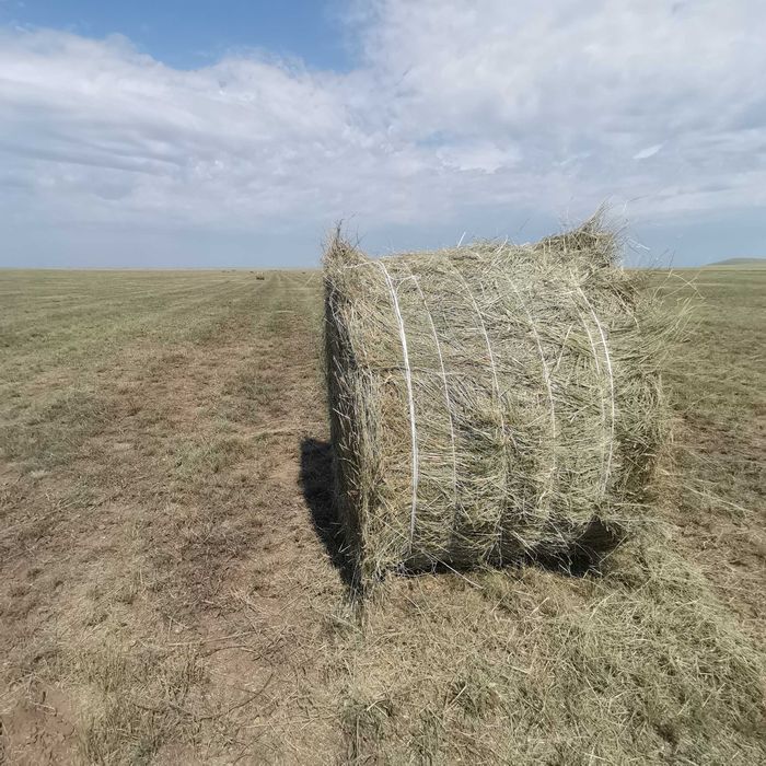 Тюки 350кг житняк