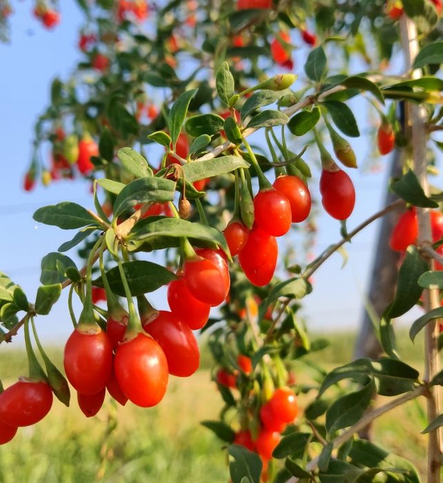 Suc din GOJI  presat la rece. 300ml