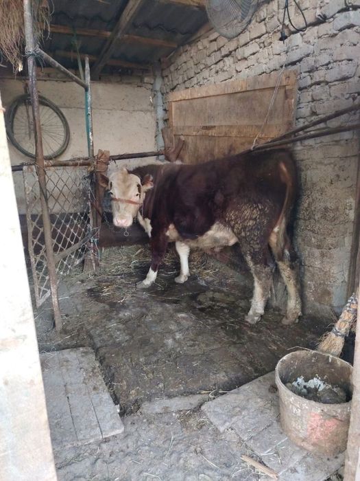 Новос буқа сотилади гренфорл наслидан