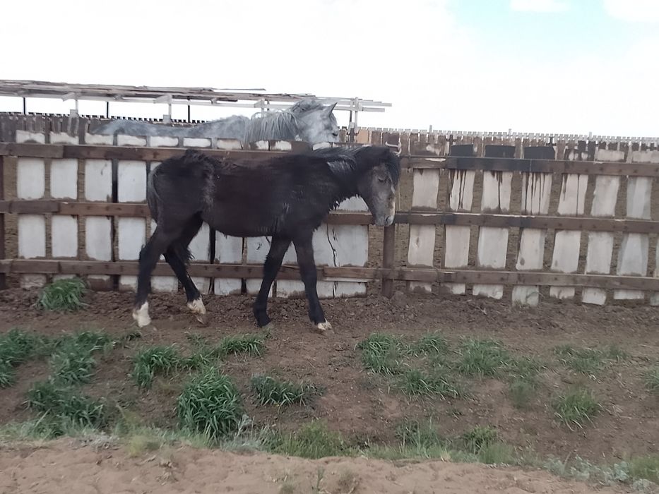 Продам кобылу с жеребенком, и Тай(1год(девочка).