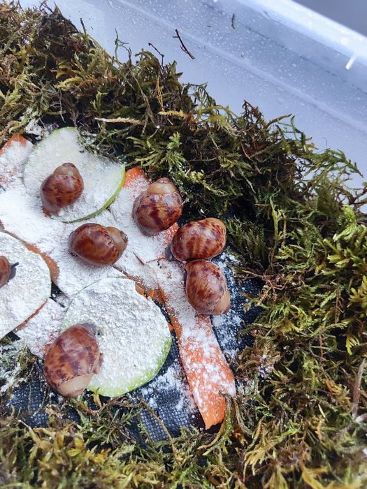 Архахатина маргината овум