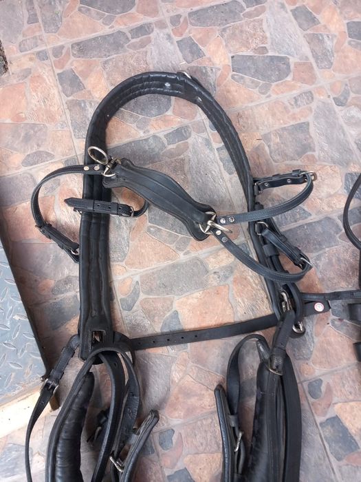 Două hamuri trăsură!