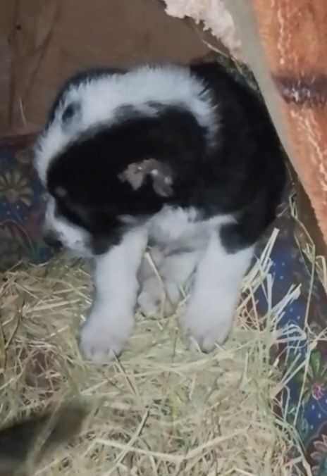 Еркек кушык төбет