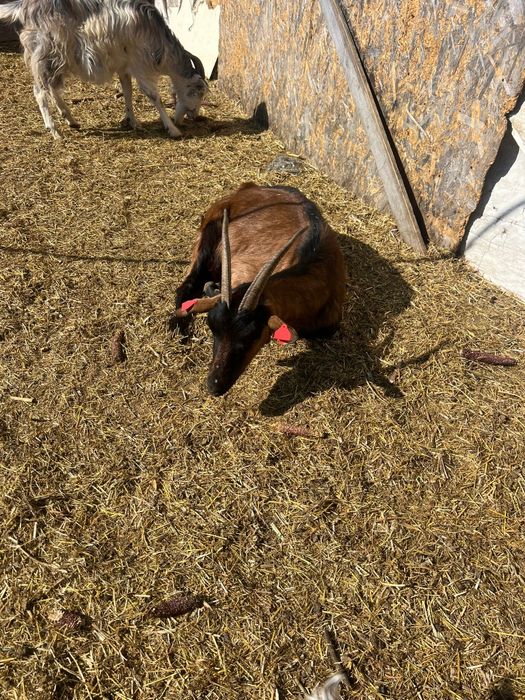 Schimb cu vitel de vaca sau de bivol