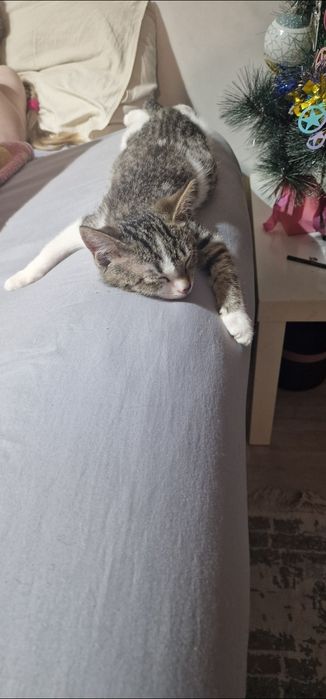 Отдам котенка-мальчика