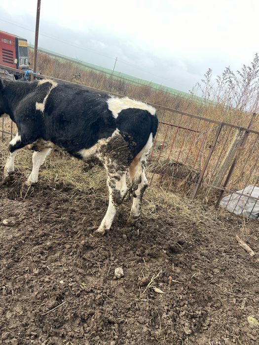 Tăuraș de vânzare