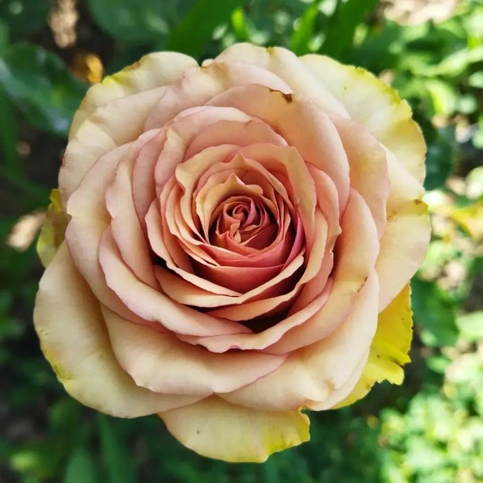 Продаются розы сортовые.