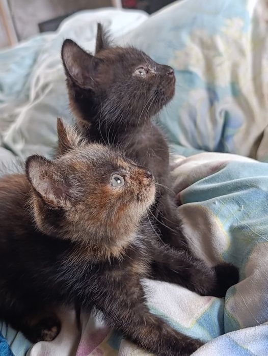 В добрые руки котят