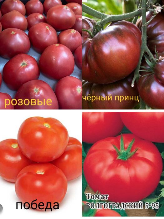 Рассада продается