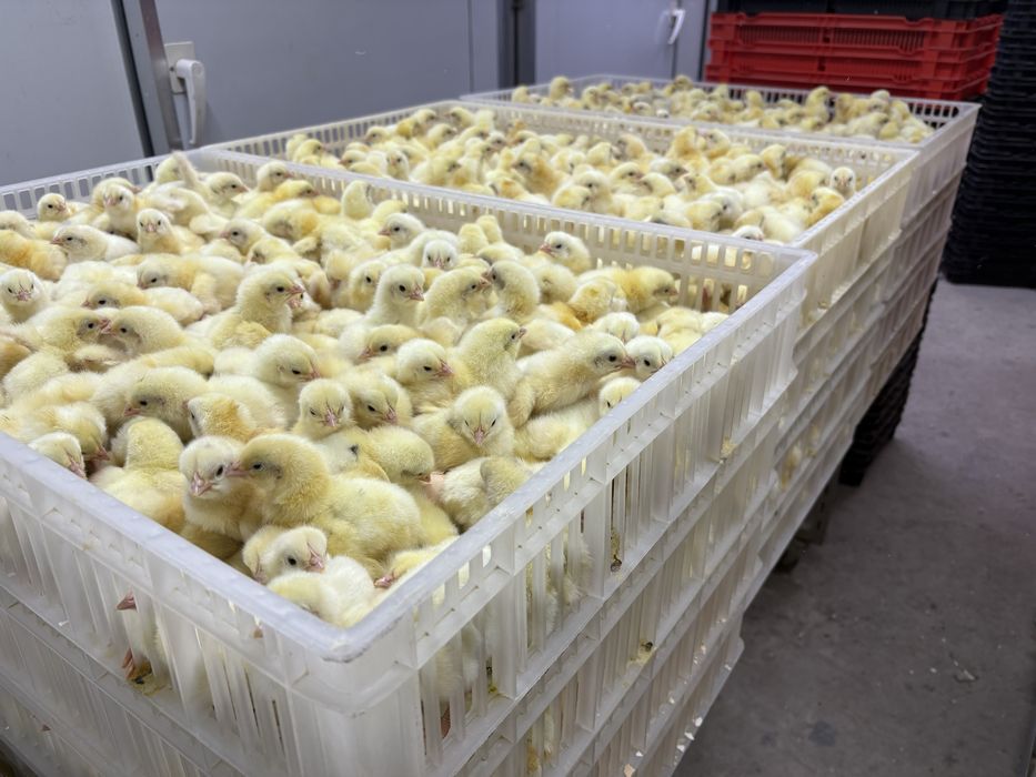 Суточные Бройлеры КООБ 500, 30 апреля