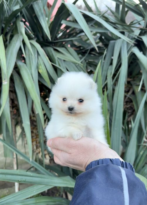 Померан мини момче. Померанче