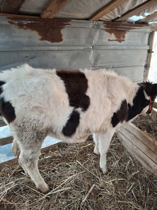 Vaci bune si frumoase 7 luni amândouă