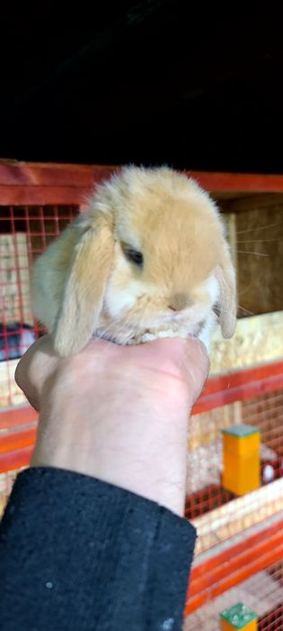 Toza zotli karlik quyon bolalari