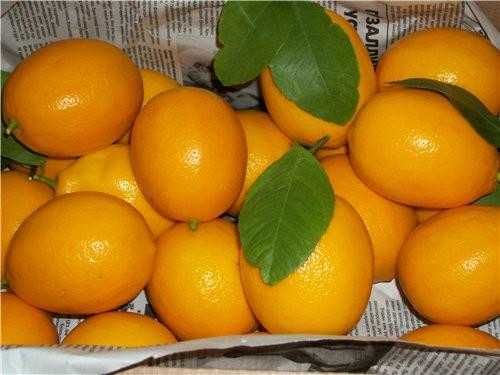 Limon sotililadi