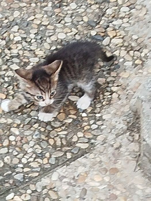 Подарявам малко коте