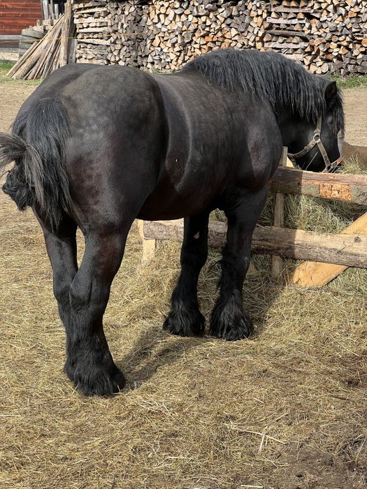 Armasar 2/3 ani disponibil pentru monta ! Posibil si de vanzare !