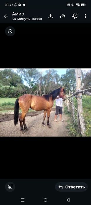 Продам кабылу 2 года