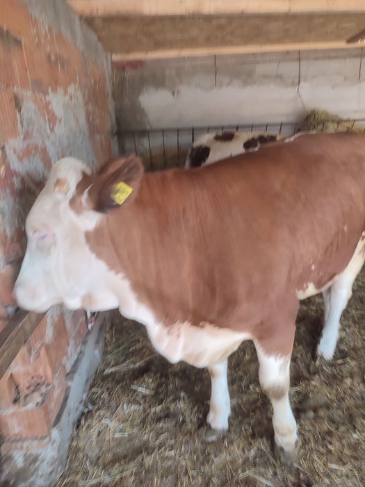 Vând 2 viței bălțați