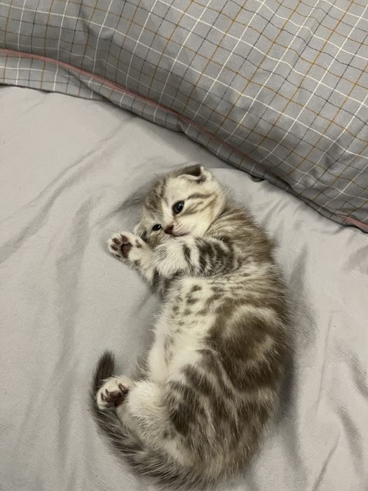 Котенок шотландский вислоухие