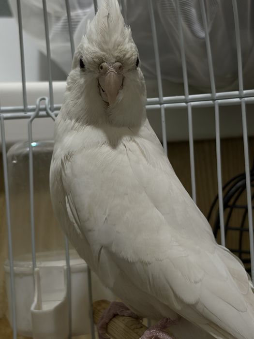 Корелла  попугай параси