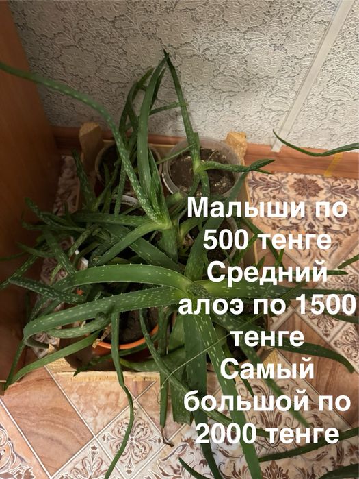 Комнатные растения