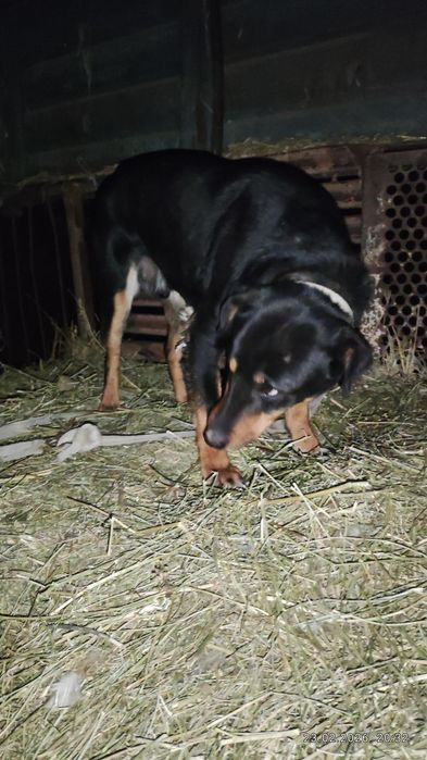 Як хароши собака