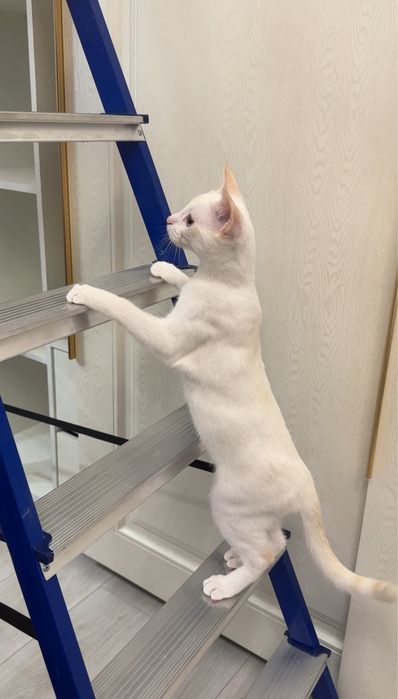 Отдам котенка мальчик