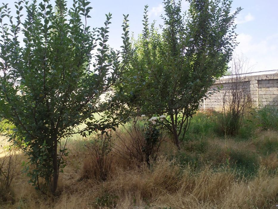 hovli uchastka leles kokterak. uchastka sotiladi 75000$ 6 sotix 20x30