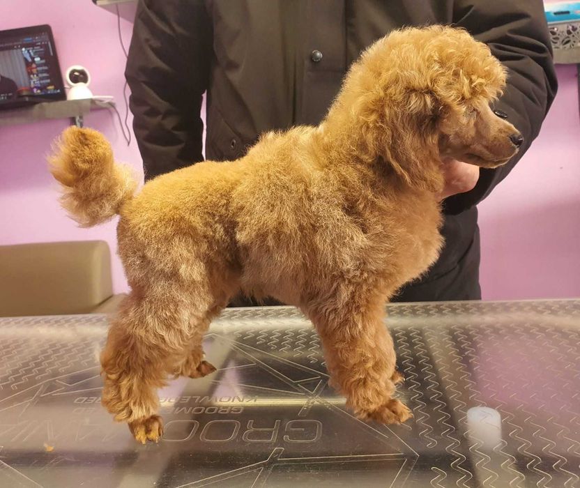 Poodle cu pedigree