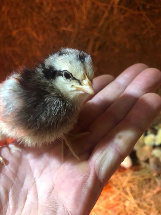 Яйцо инкубационное всех птиц