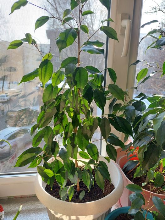 Фикус Бенджамина