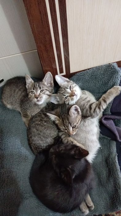 Бесплатно отдам котят