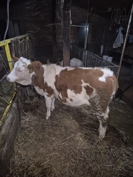 Vitea baltata romaniasca