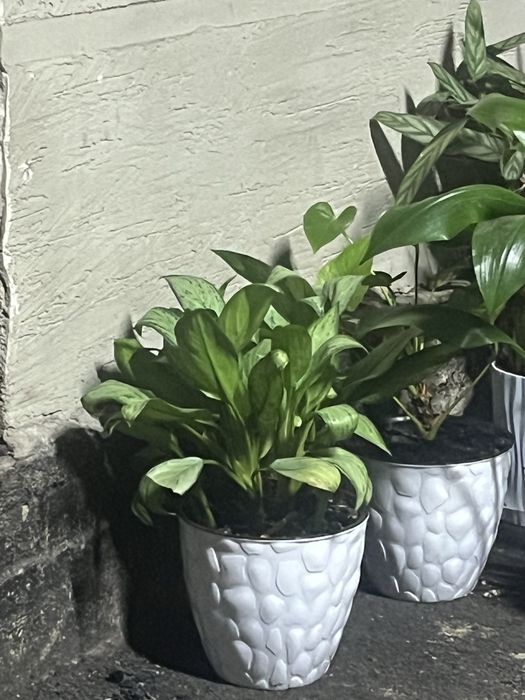 Папино сокровище