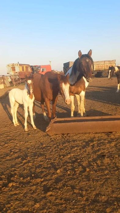 Продам табун лошадей. Кобылы(жерёбые) и жеребец .